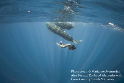 Snorkelling with whales