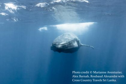 Snorkeling with Blue Whales