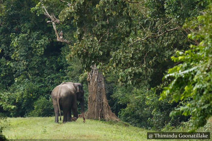 Laugala National Park