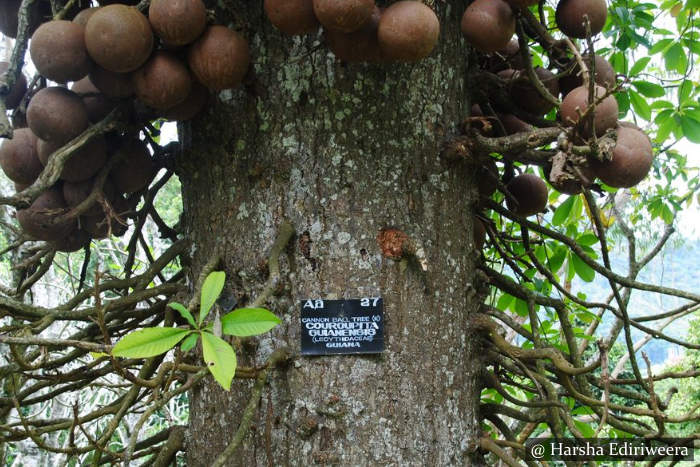 Peradeniya Botanical Garden Sri Lanka