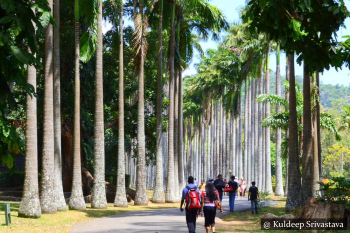 Peradeniya Botanical Garden Sri Lanka