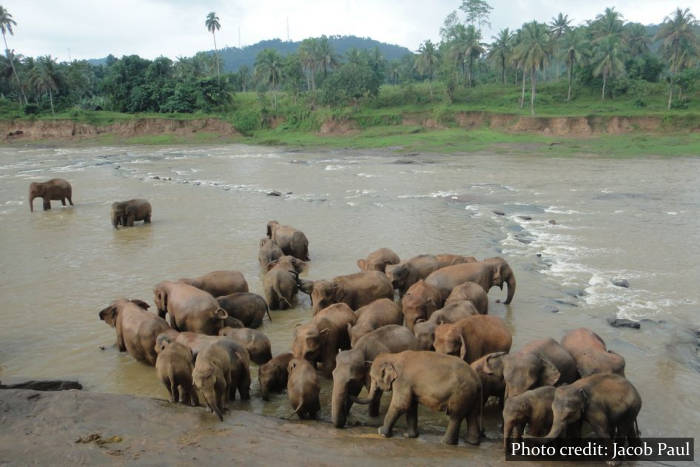 Pinnawala Elephant Orphanage - Sri Lanka