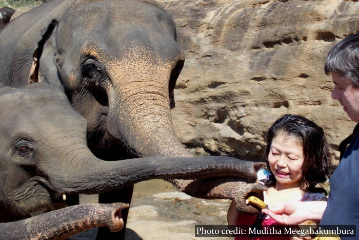 Pinnawala Elephant Orphanage - Sri Lanka