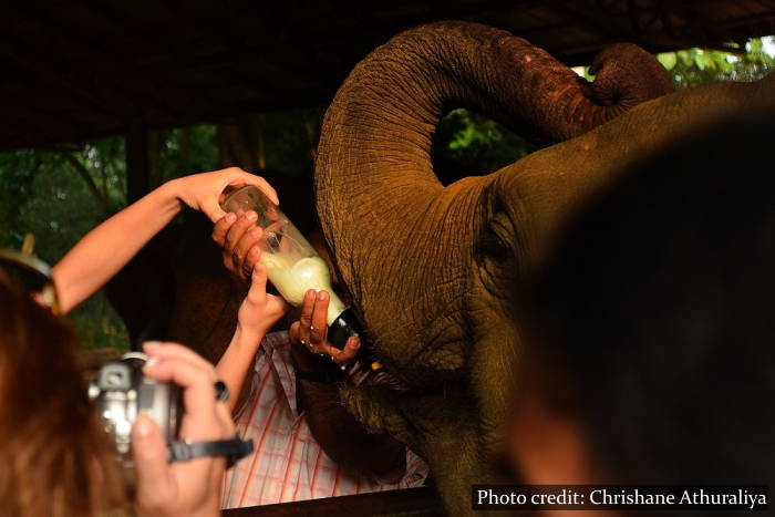 Pinnawala Elephant Orphanage - Sri Lanka