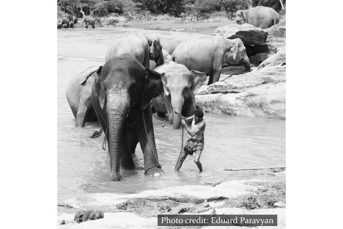 Pinnawala Elephant Orphanage - Sri Lanka