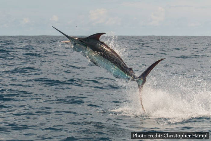 Fishing in Sri Lanka