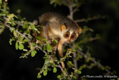 Slender Loris Sri Lanka