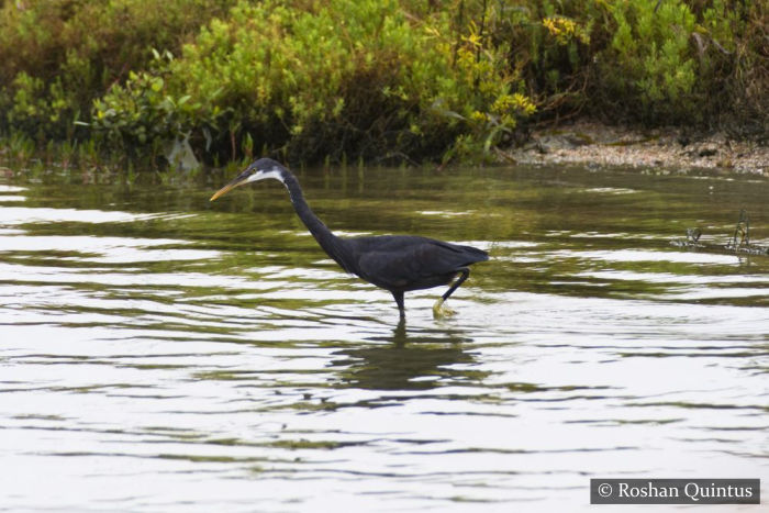 Western Reef Egret Vankalai Bird Sanctuary