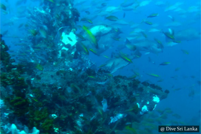 H.M.S. Hermes 9 - Scuba Dive Site - Batticaloa