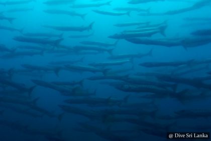 H.M.S. Hermes 9 - Scuba Dive Site - Batticaloa