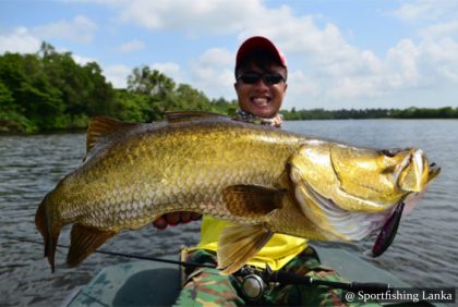 Barramundi Bolgoda Lake Sri Lanka