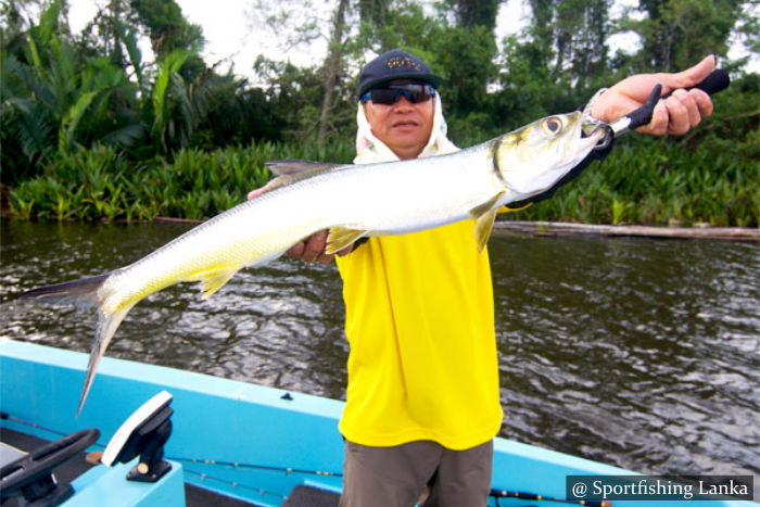 Giant Herring Sri Lanka