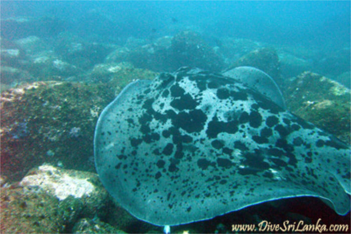 The Prince Hienrich Patch - Scuba Dive Site - Mirissa