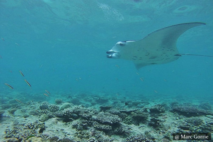 Mantas - SCUBA Diving Sri Lanka