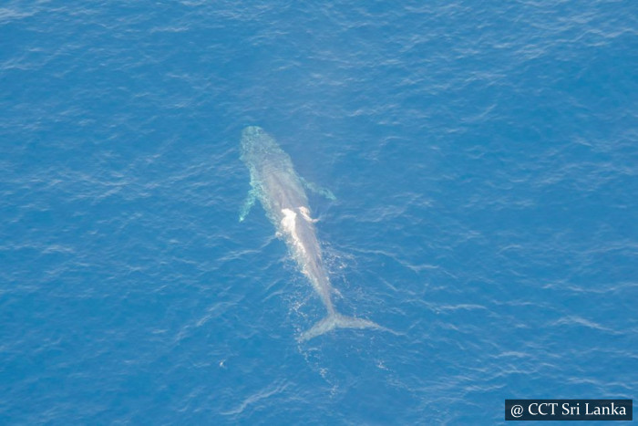 Whale Watching From Air In Mirissa