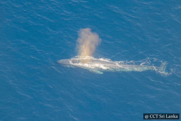 Whale Watching From Air In Mirissa