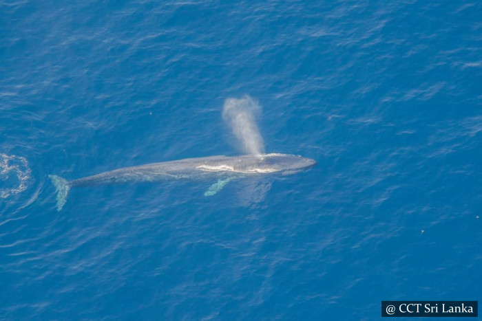 Whale Watching From Air In Mirissa