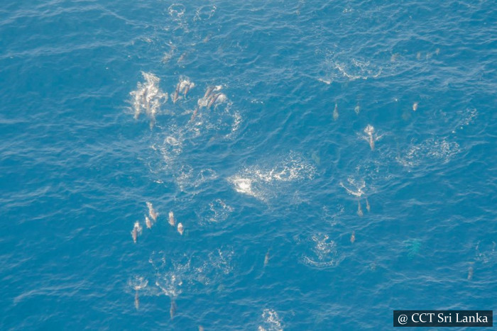 Whale Watching From Air In Mirissa