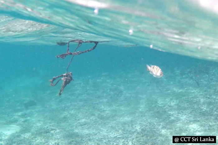 Snorkelling in Pigeon Island