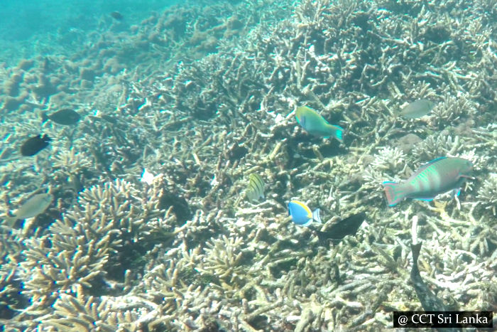 Snorkelling in Pigeon Island