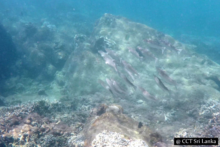 Snorkelling in Pigeon Island