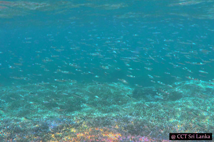 Snorkelling in Pigeon Island