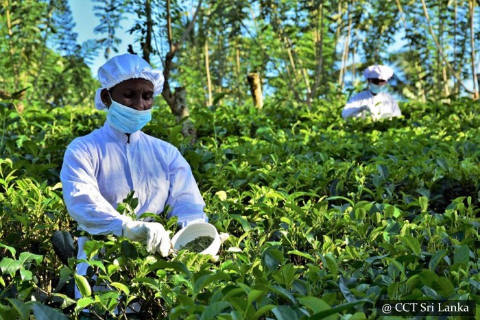 Handunugoda Tea Estate