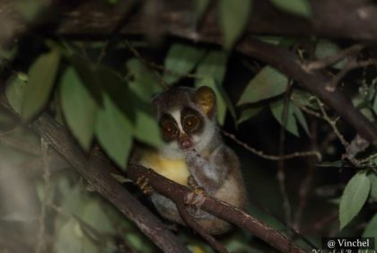 Slender loris night safari in Sigiriya