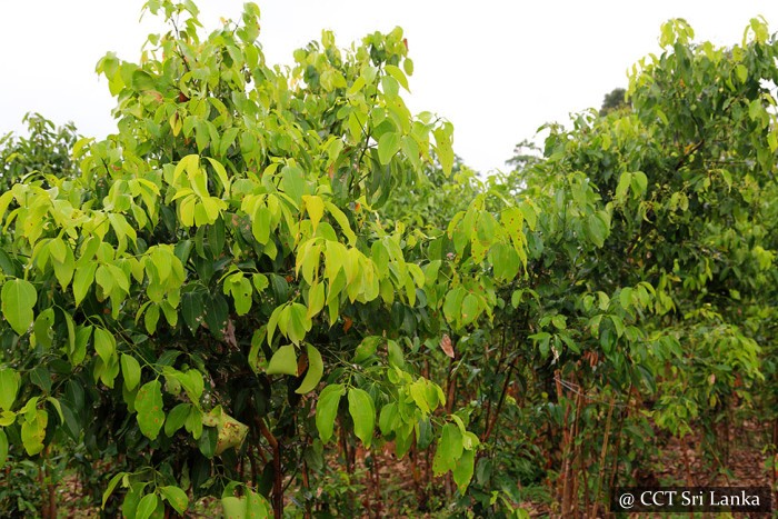 Visit a cinnamon plantation