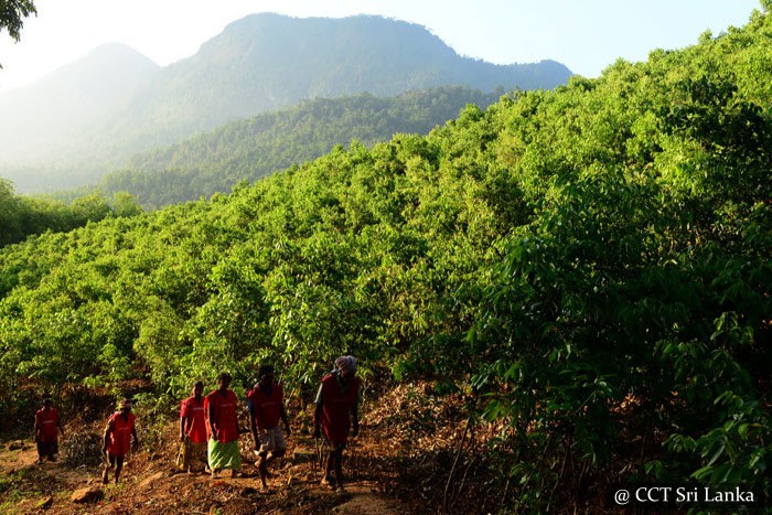 Visit a cinnamon plantation