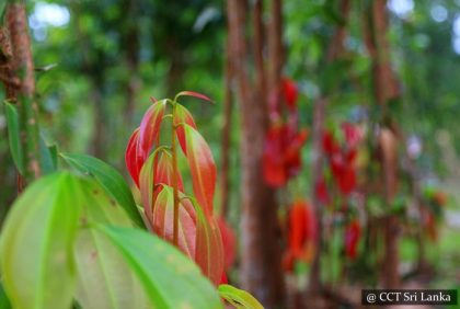 Visit a cinnamon plantation