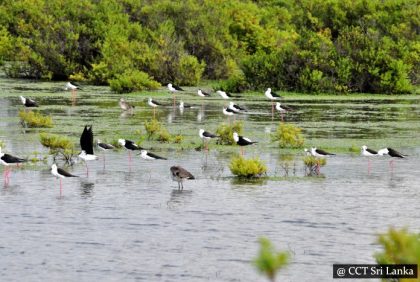 Bird watching in Mannar