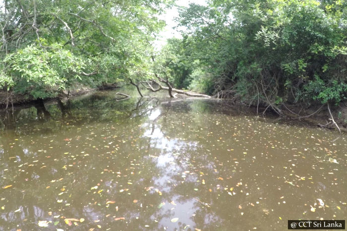 River safaris - From Gangewardiya & Eluwankulama